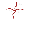 Logo Limpias, Cozze di Olbia